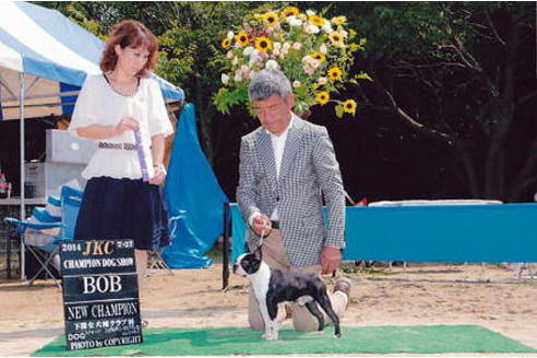 販売中のボストンテリアの親犬